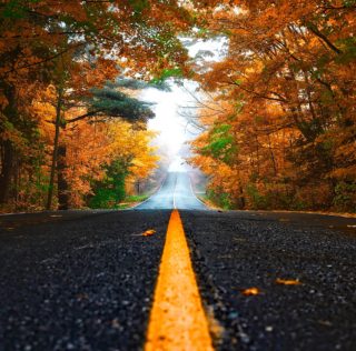 Autumn Car Accident Prevention